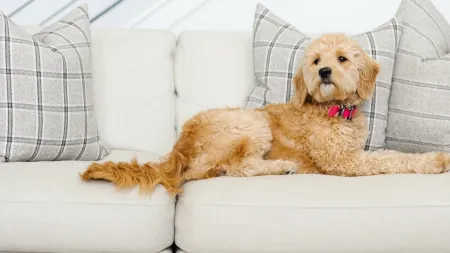 a dog lying on a couch