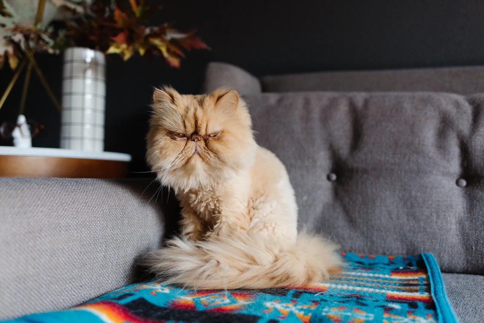 Close up of an orange fluffy cat with a grumpy face sitting on a wool blanket on a gray couch in a living room, leading to shedding of hair that can lead to dust in bathrooms