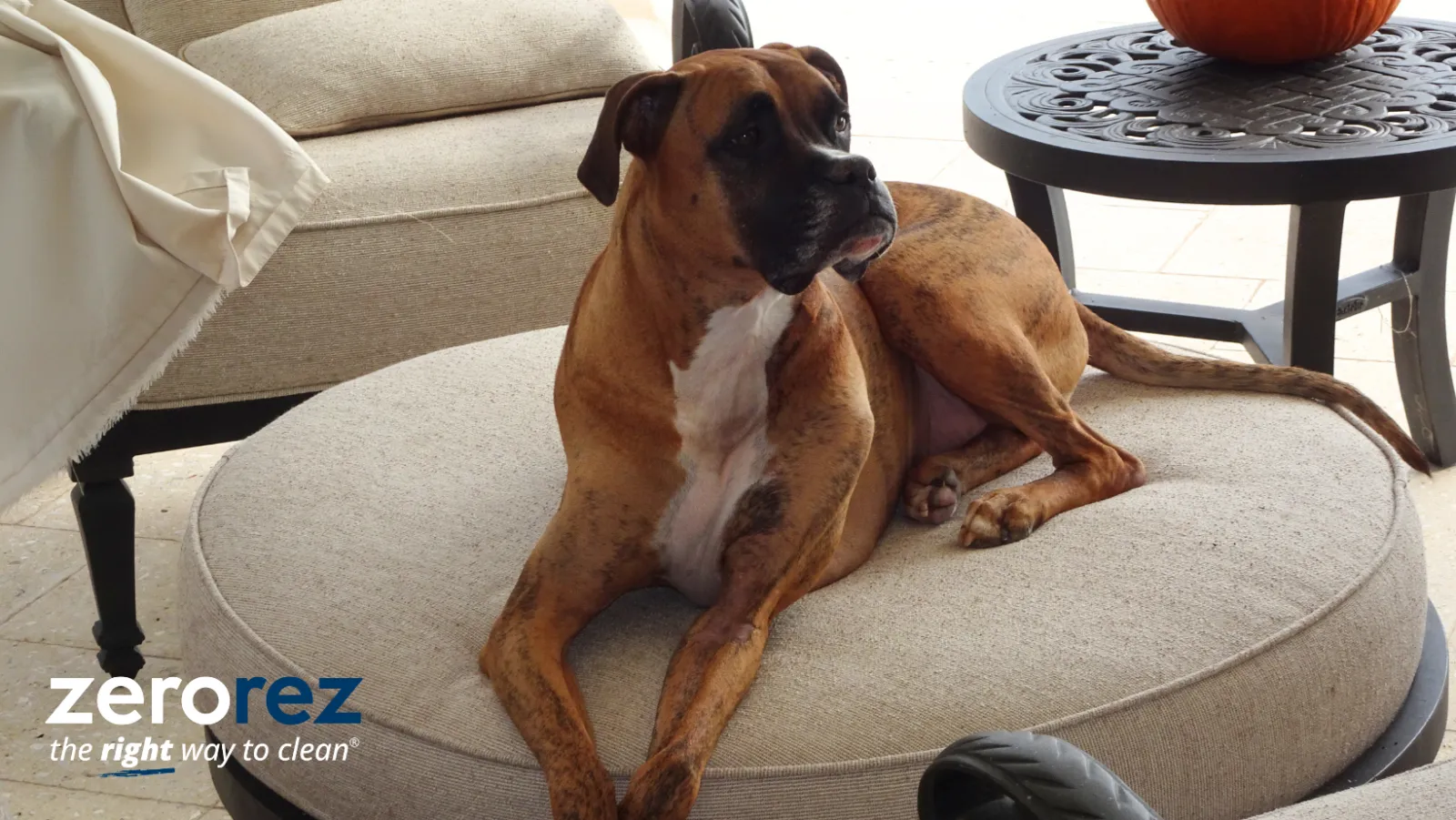 dog on patio cushion and chair outside